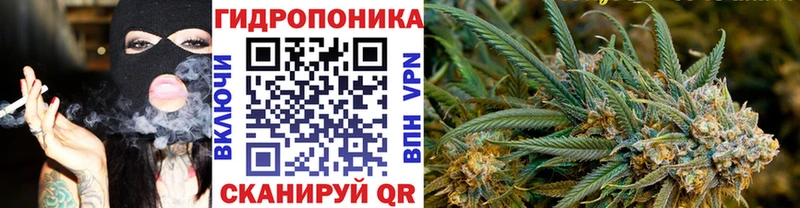 Шишки марихуана гибрид Аша